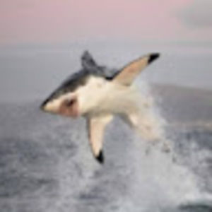 Meet your Posher, Brady